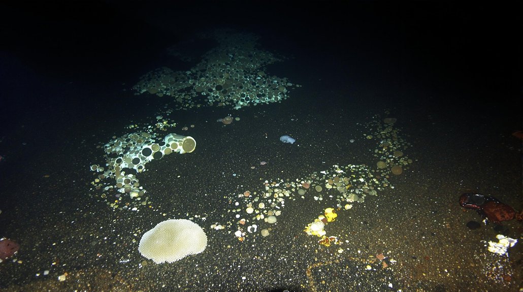 permanent sea floor damage